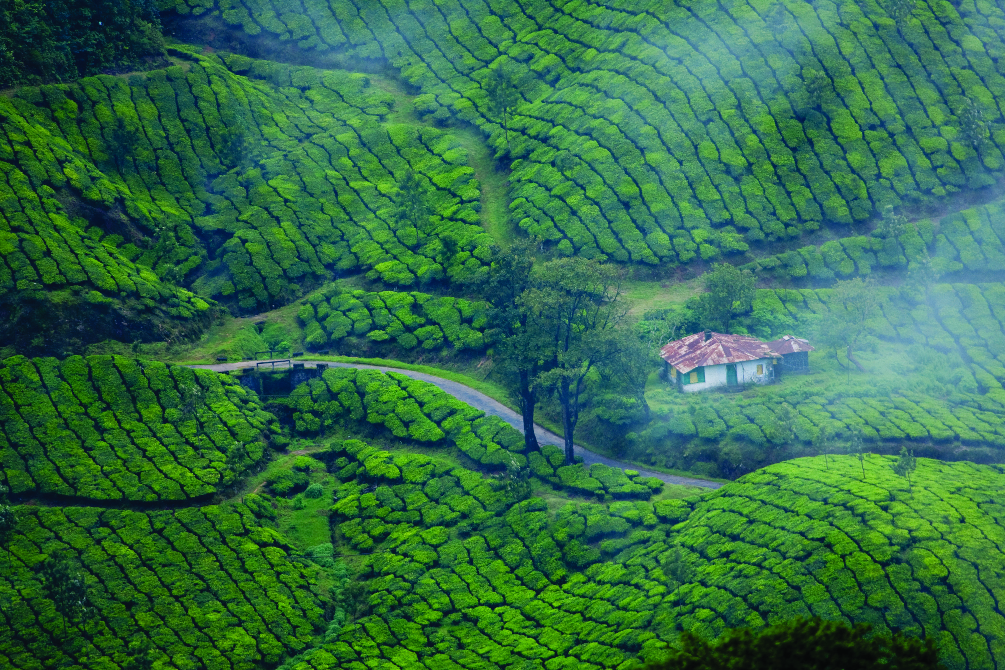 https://www.keralatourism.org/images/hri/large/munnar_73.jpg